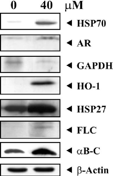 Figure 1 From A Proteome Analysis Of The Arsenite Response In Cultured