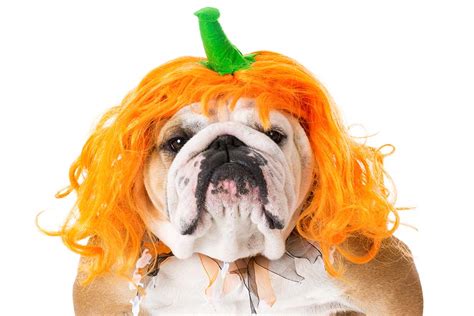 Halloween Costume Ideas for Dogs - POOP 911 Blog