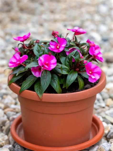 Are New Guinea Impatiens Perennials 5 Tips To Grow