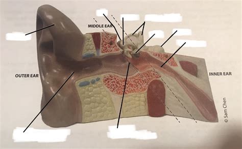 Structures Of Outer And Middle Ear Anterior View Diagram Quizlet