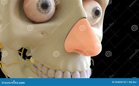 Nasal Cartilage Anatomy For Medical Concept 3d Rendering Stock