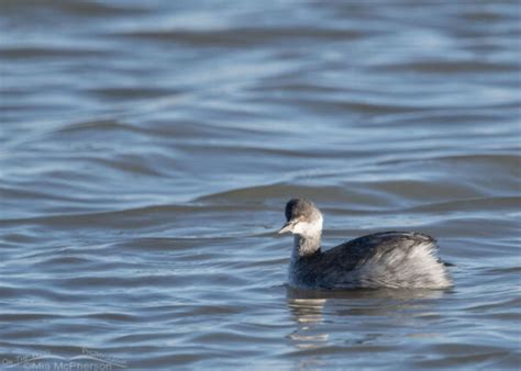 Eared And Horned Grebe Nonbreeding Plumage Comparison - Mia McPherson's ...