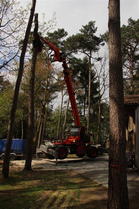 Bomen Kappen Met Verreiker Bomenzorg Thys