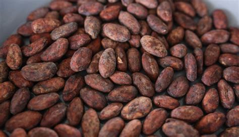 El Precio Del Cacao Se Duplica A Partir De 2024 Y Prolonga Su Rally Que