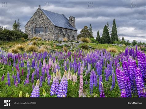 Lake Tekapo church with lupins, New Zealand stock photo - OFFSET