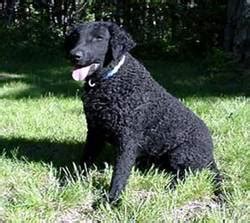 Curly-Coated Retriever · Hunting Dogs - Dogs Breeds