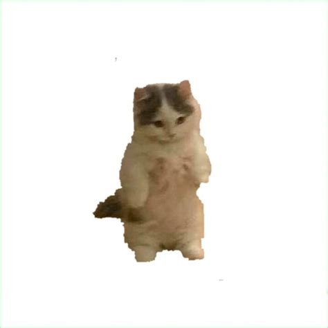 Smol cat standing white background meme template