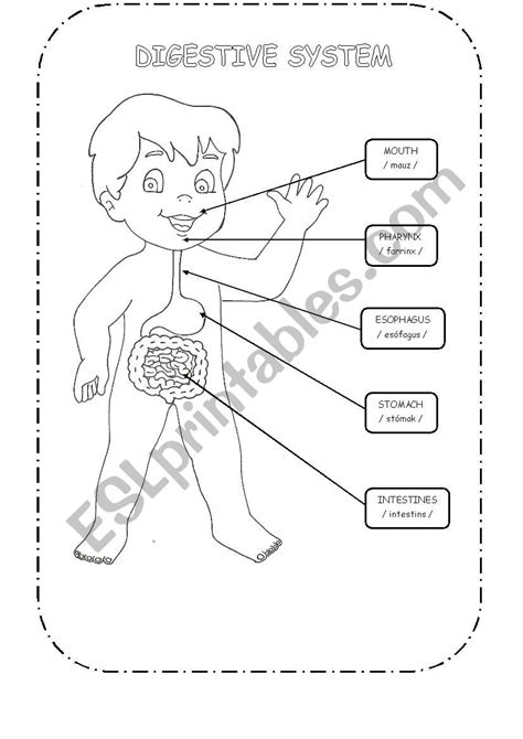 41 digestive system worksheet for kids - Worksheet Master