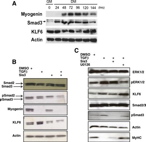 Western Blot Analysis Revealed That Smad3 And Krüppel Like Factor 6