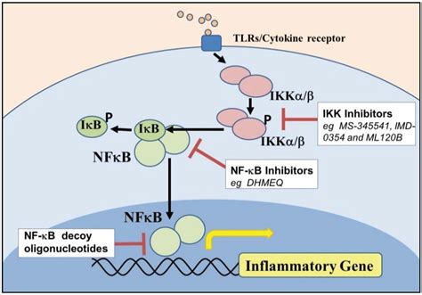 Biomolecules Free Full Text NF KappaB Signaling In Chronic