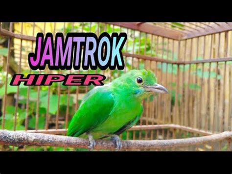 Cucak Ijo Betina Gacor Hiper Jamtrok Youtube