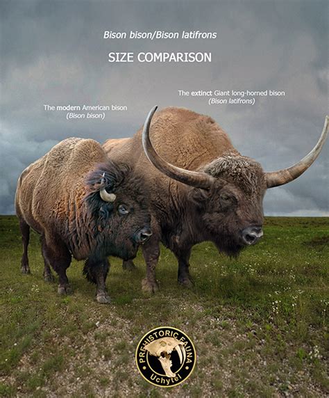 Giant North American bison and modern bison by Rom-u on DeviantArt