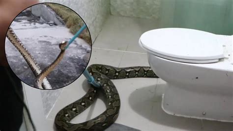 Im Too Scared To Go Back To The Toilet Horrified Woman Finds 10ft Python In Her Bathroom