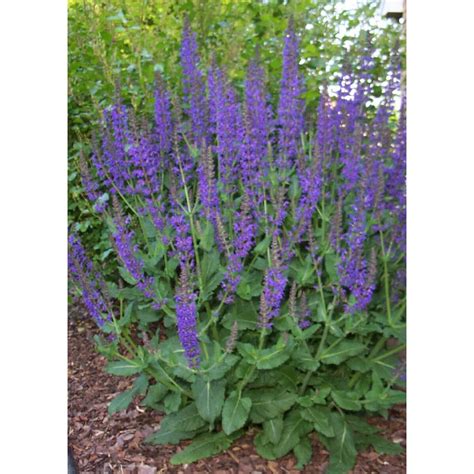 Salvia Nemorosa May Night Woodland Sage Siteone