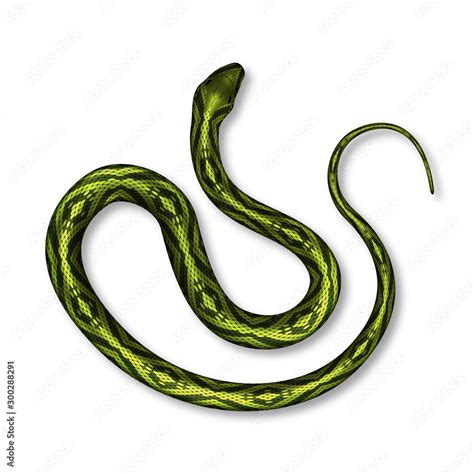 Poisonous Snake With Bright Color Top View Vector. Wild Tropical Goldy ...