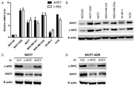 The Expression Of Ahcy Is Determined By C Myc Activation In Human