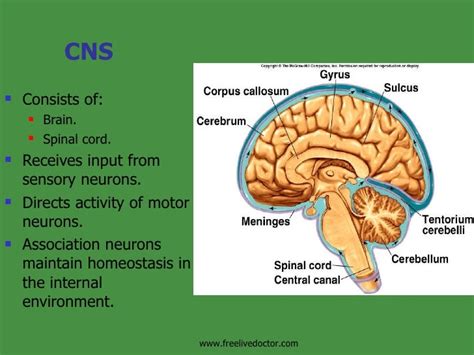 Development& Functions Of Various Parts Of Cns