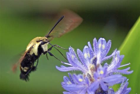 Humming Bee Humming Bee At Ijams Humming Bee At Ijams Natu Flickr