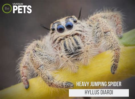 Hyllus Diardi A Complete Heavy Jumping Spider Care Guide