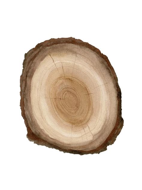 Tree Ring Printable Wall Art Set Of 4 Tree Stump Instant Etsy Wall