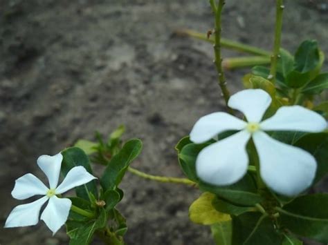 Free Picture Flower Bud Green Leaf Macro Wildflower Garden Flora