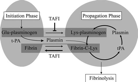 Regulation Of Fibrinolysis By Thrombin Activatable Fibrinolysis