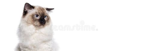 Head Shot of a Seal Point Ragdoll Blue Eyed Looking Away, Web Banner ...