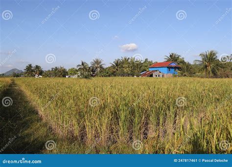 Agriculture Cambodia Daily Life Asia Stock Image Image Of