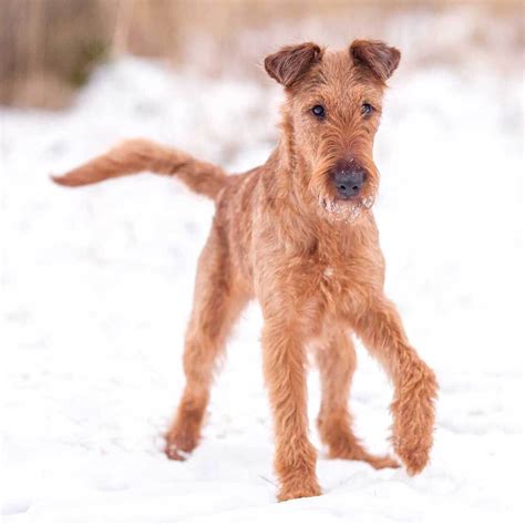 Are Irish Terriers Good Pets