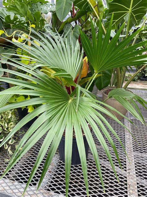 Livistona Roundleaf Rotundifolia Fan Palm Etsy