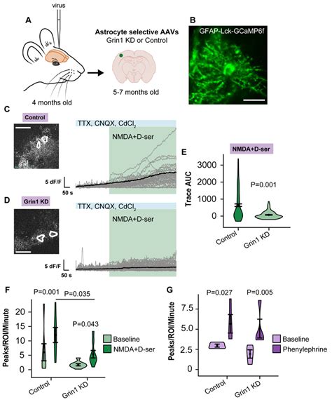 A Functional Reduction Of Astrocyte Ca 2 Responses To NMDAR Agonists