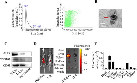 Identification And Characterization Of Human Milk Derived Evs A The