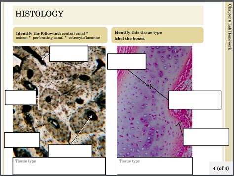 Chapter Diagram Of Openstax Anatomy Physiology Diagram Quizlet