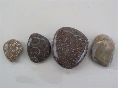 Fossilized Rock Specimens Four Natural Found Fossilized Rocks - Etsy
