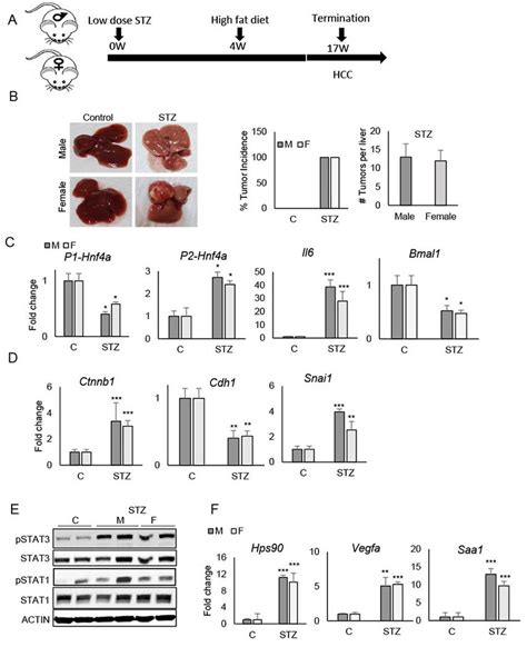 The Accelerated Model Of Fatty Liver Induced Hcc Stam Model Results