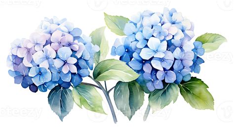 Watercolor Hydrangea Flowers Isolated On Transparent Background