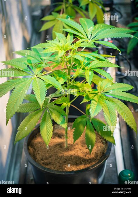 Small Cannabis Plants Growing Indoor Stock Photo Alamy