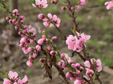 Zwergnektarine Nectarella Prunus Persica Var Nucipersica