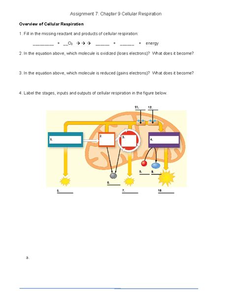 Assignment 7 Ch 9 Cellular Respiration Overview Of Cellular Respiration Fill In The Missing