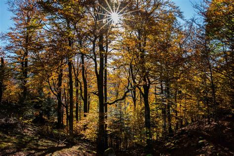 Couleurs D Automne