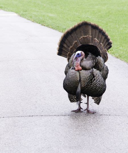 Adult Male Turkey Binomial Name Meleagris Gallopavo Probably Wild