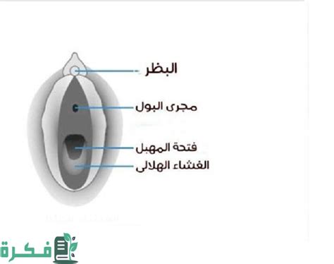 اين تقع فتحة المهبل وفتحة البول بالصور موقع فكرة