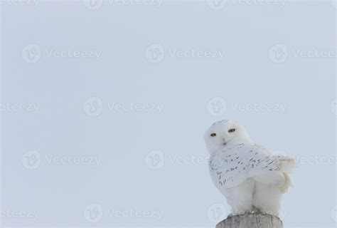 Snowy Owl Canada 6480316 Stock Photo at Vecteezy