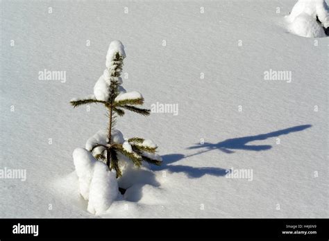 young pine sapling stock photo alamy