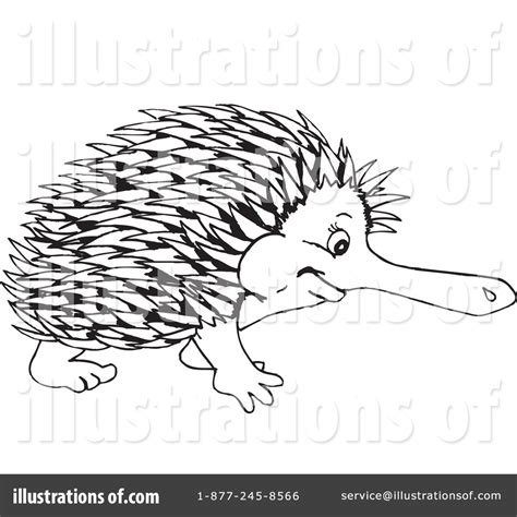 Collection of Echidna PNG Black And White. | PlusPNG