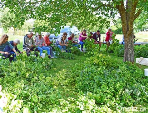 Freiwillige Erntehelfer Bringen Den Rohstoff F Rs Illschwanger