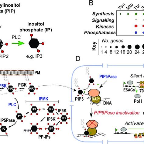 PIP And IP Synthesis And Regulation In T Brucei A Structure Of PIP2