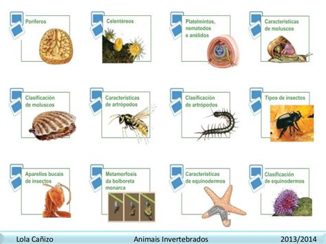 20 Nomes De Animais Invertebrados - Fotos E Nomes De Animais Invertebrados - ZULEDU