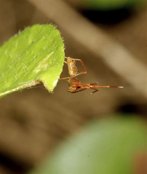 Ant Mimic Crab Spider Project Noah