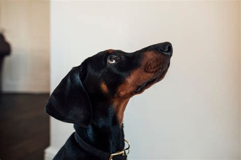 Doberman Pinscher Puppy Pictures and Facts